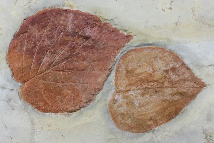 Two Paleocene Fossil Leaves (Davidia) - Montana #97728